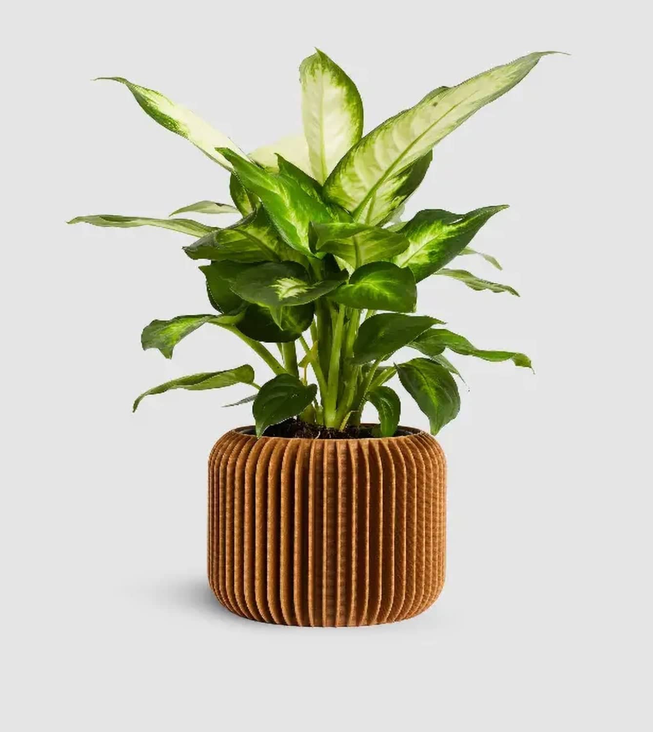 DOMO Blumentopf